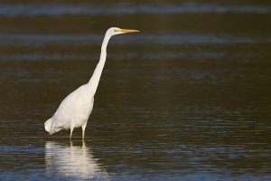 Silberreiher Silberreiher
