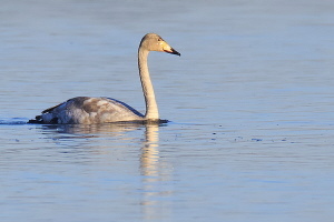 Singschwan Singschwan
