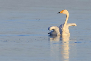 Singschwan Singschwan