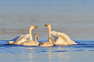 Singschwan Singschwan