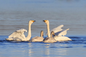 Singschwan Singschwan