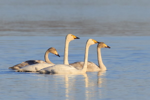 Singschwan Singschwan