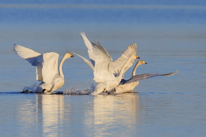 Singschwan Singschwan