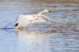 Singschwan Singschwan