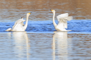 Singschwan Singschwan
