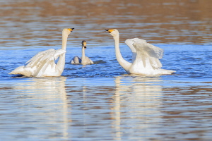 Singschwan Singschwan