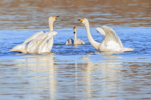 Singschwan Singschwan