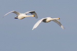 Singschwan Singschwan