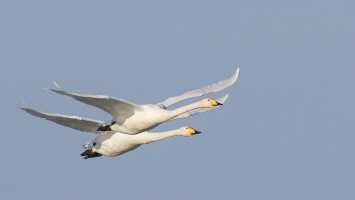 Singschwan Singschwan