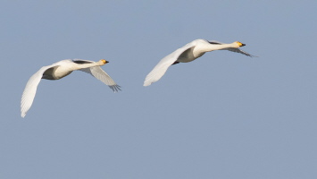 Singschwan Singschwan