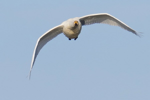 Singschwan Singschwan