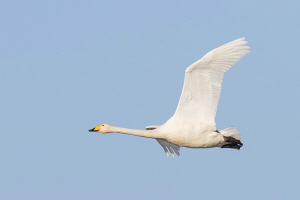 Singschwan Singschwan