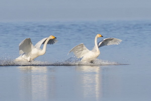 Singschwan Singschwan