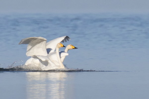 Singschwan Singschwan