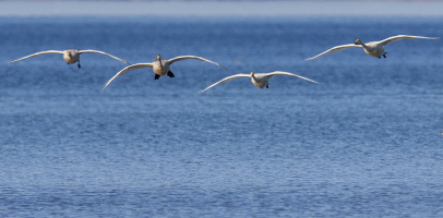 Singschwan Singschwan