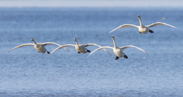 Singschwan Singschwan