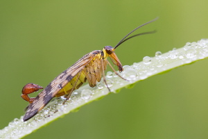 Skorpionfliege Skorpionfliege