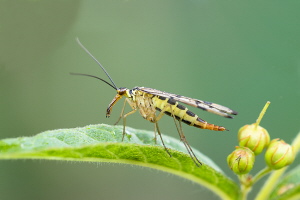 Skorpionfliege Skorpionfliege
