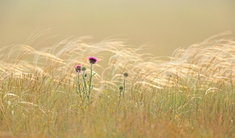 Wind Wind