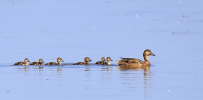 Stockente