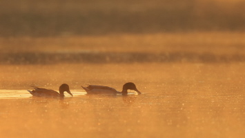 Stockente Stockente
