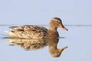 Stockente Stockente