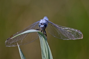 Südlicher Blaupfeil