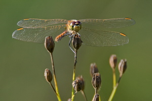 Sumpf Heidelibelle