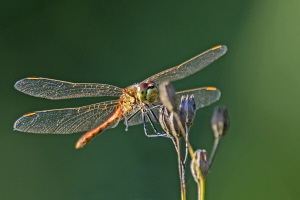 Sumpf Heidelibelle