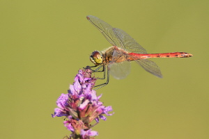 Sumpf Heidelibelle