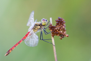 Sumpf Heidelibelle