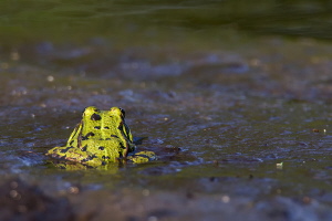 Teichfrosch Teichfrosch