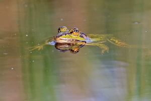 Teichfrosch