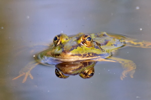 Teichfrosch