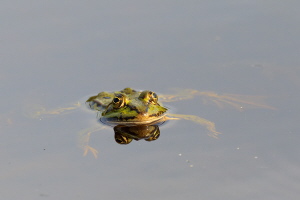 Teichfrosch