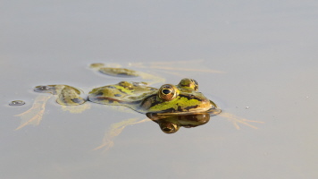 Teichfrosch Teichfrosch
