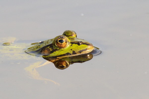 Teichfrosch