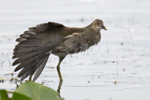 Teichhuhn Teichhuhn