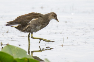 Teichhuhn