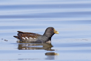 Teichhuhn