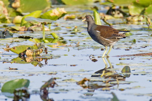 Teichhuhn Teichhuhn