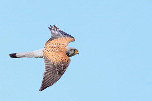 Turmfalke Turmfalke