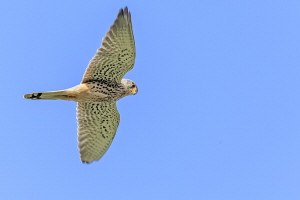 Turmfalke Turmfalke