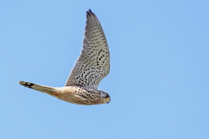 Turmfalke Turmfalke