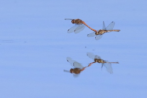 Libelle Libelle