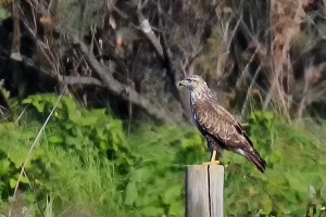 Mäusebussard