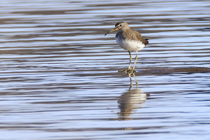 Waldwasserläufer Waldwasserläufer