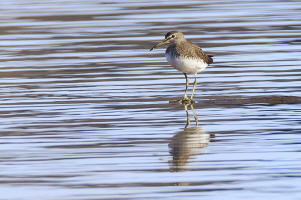 Waldwasserläufer