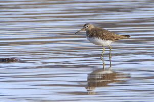 Waldwasserläufer Waldwasserläufer