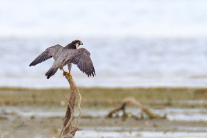 Wanderfalke Wanderfalke